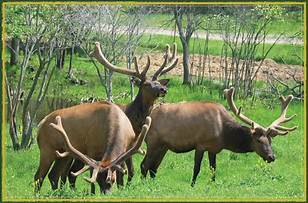 Elk Hunting & Viewing